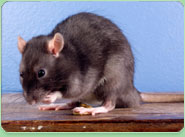 rat control Romsey