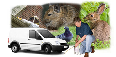 Romsey local van